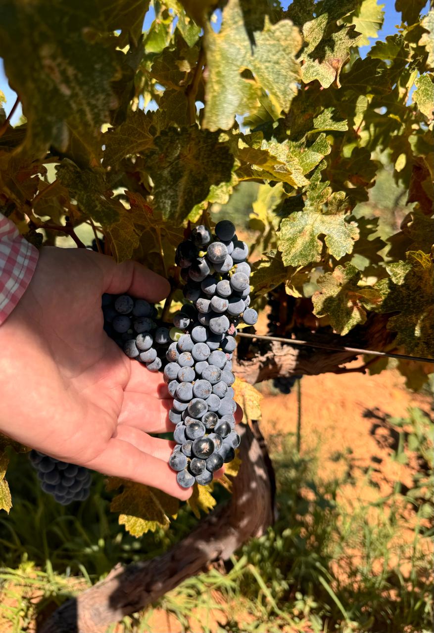 Sonora mantiene el primer lugar en producción de uva de mesa en México 